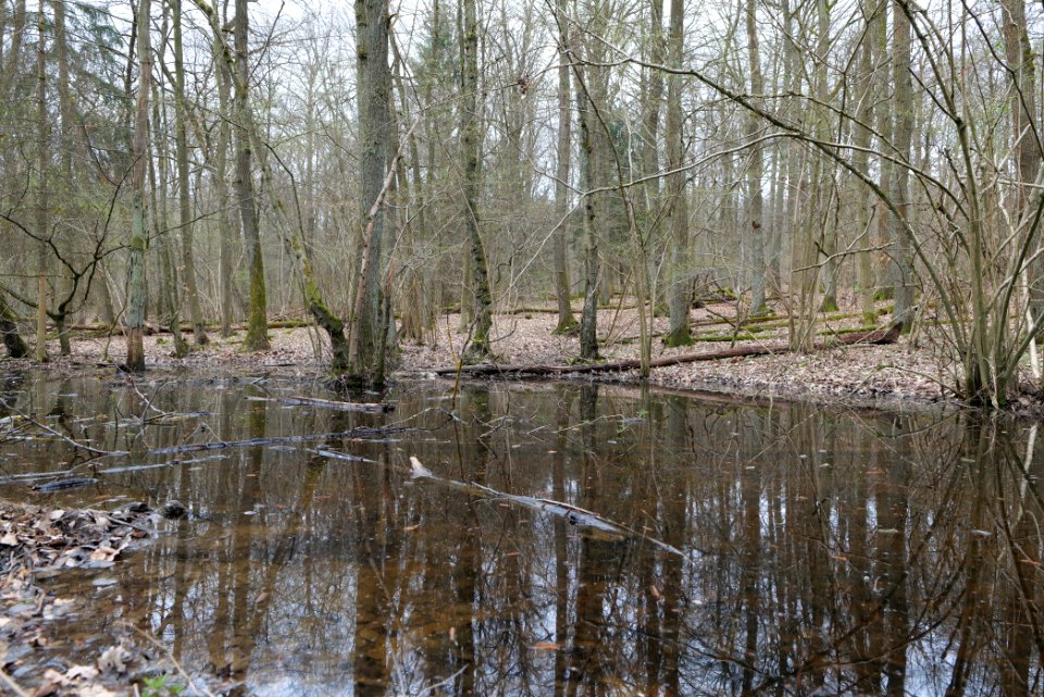 Taunus forest in Ober-Mörlen 2021-04-02 36