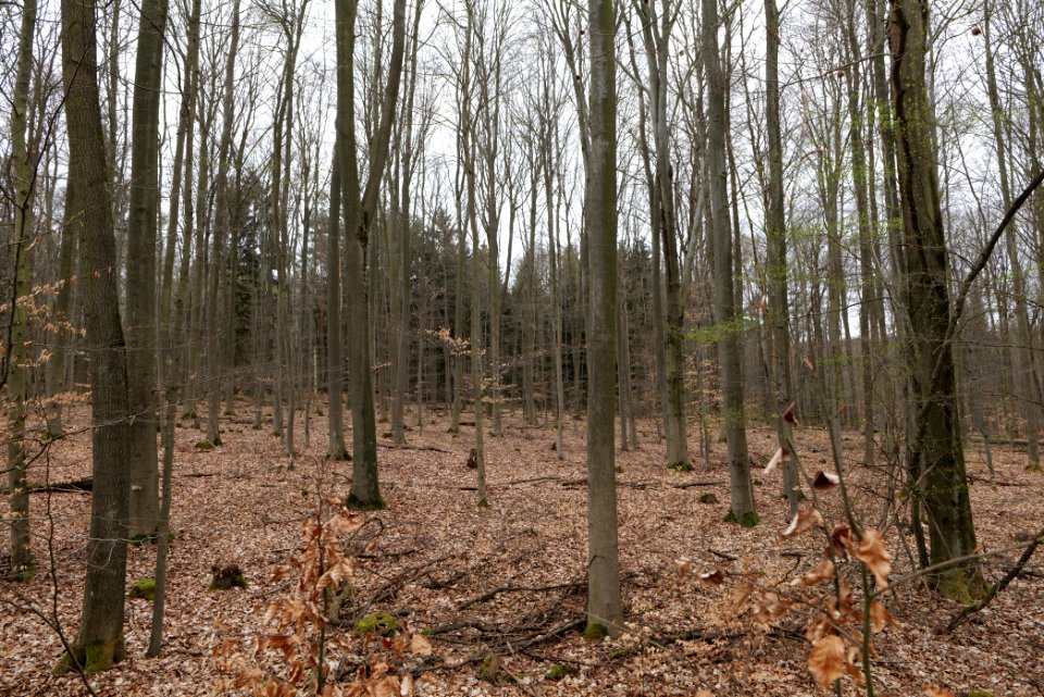 Taunus forest in Ober-Mörlen 2021-04-02 46