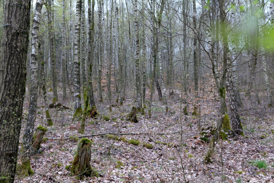 Taunus forest in Ober-Mörlen 2021-04-02 03
