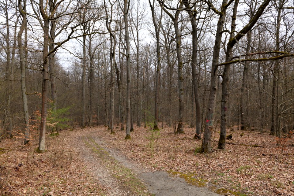 Taunus forest in Ober-Mörlen 2021-04-02 42