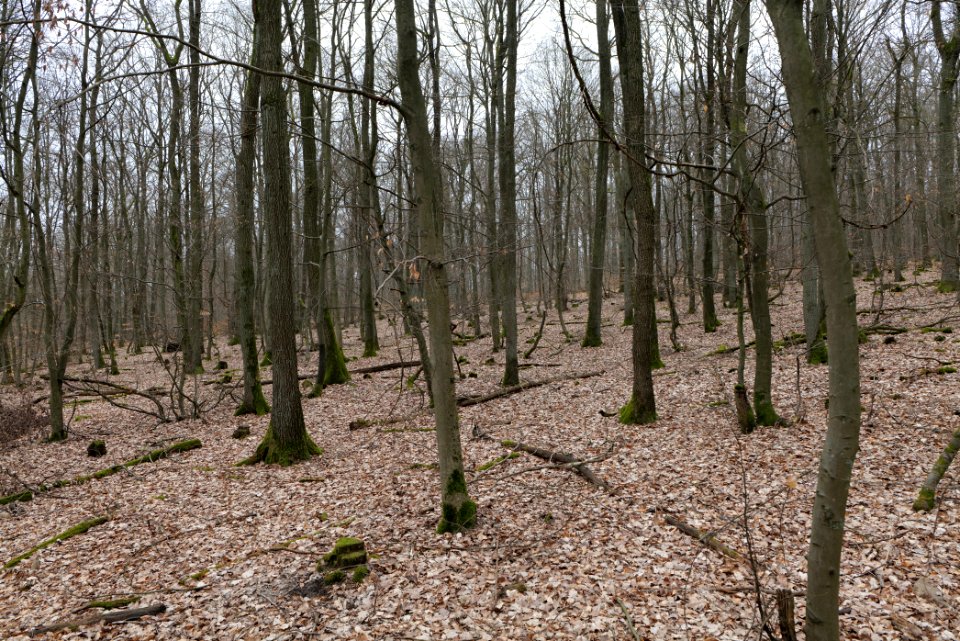 Taunus forest in Ober-Mörlen 2021-04-02 06
