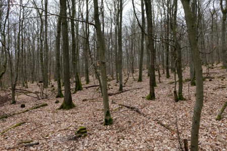 Taunus forest in Ober-Mörlen 2021-04-02 06
