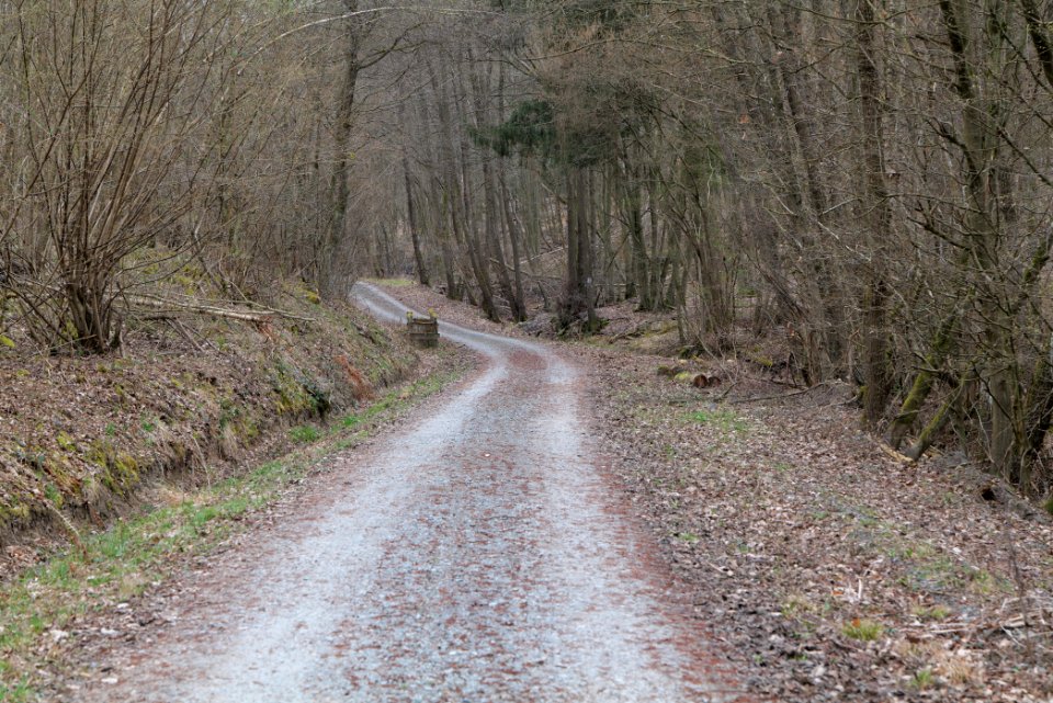 Taunus forest in Ober-Mörlen 2021-04-02 69