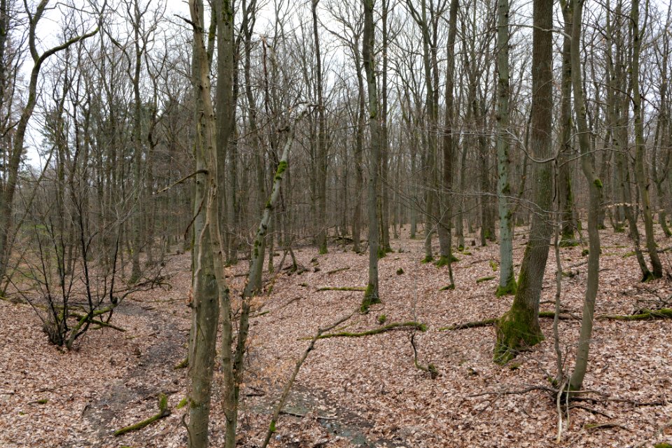 Taunus forest in Ober-Mörlen 2021-04-02 04