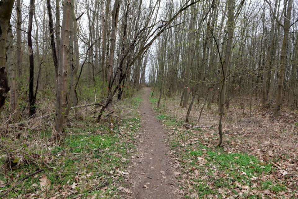 Taunus forest Ockstadt 2021-04-02 01