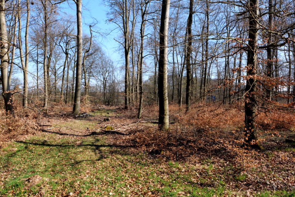 Taunus forest in Ober Rosbach 2021-04-02 49