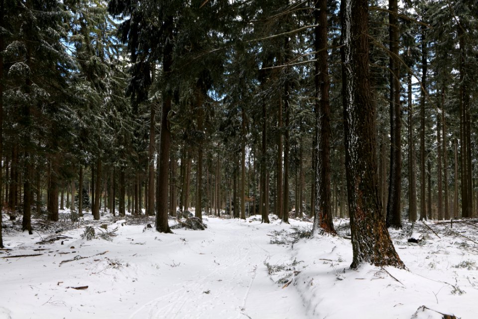 Taunus forest Oberursel with snow 2021-04-06 17