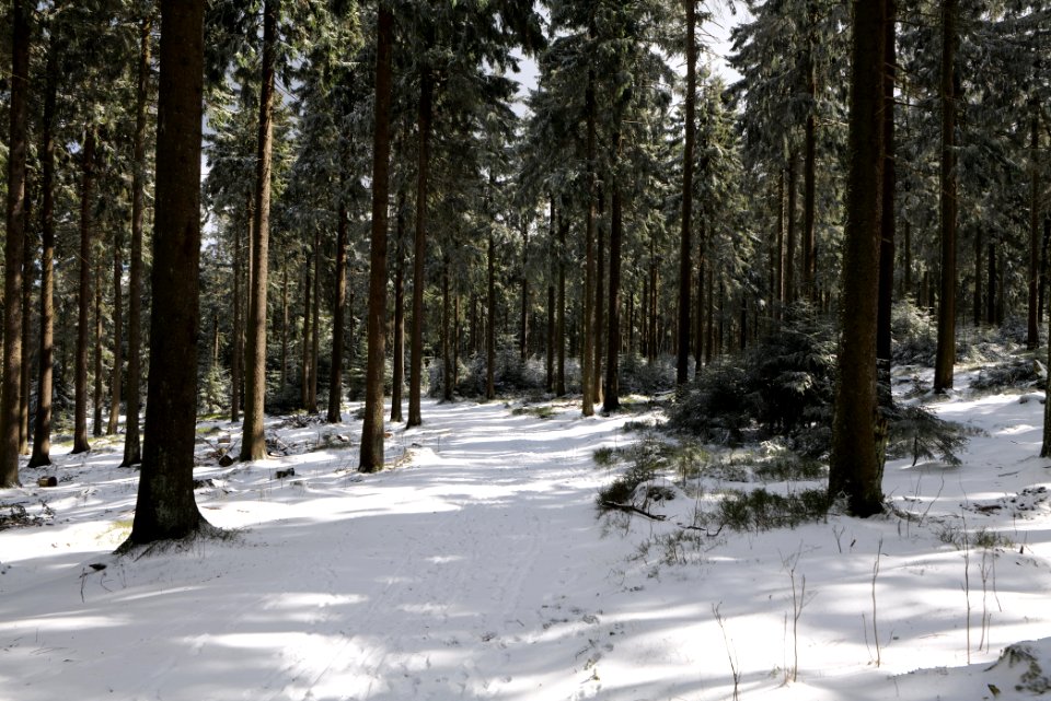Taunus forest Oberursel with snow 2021-04-06 09