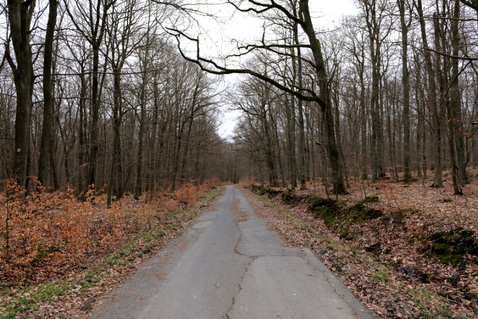 Taunus forest Ockstadt 2021-04-02 38