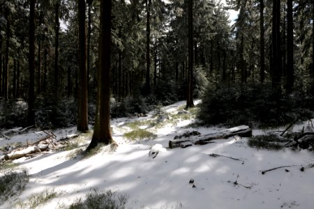 Taunus forest Oberursel with snow 2021-04-06 11