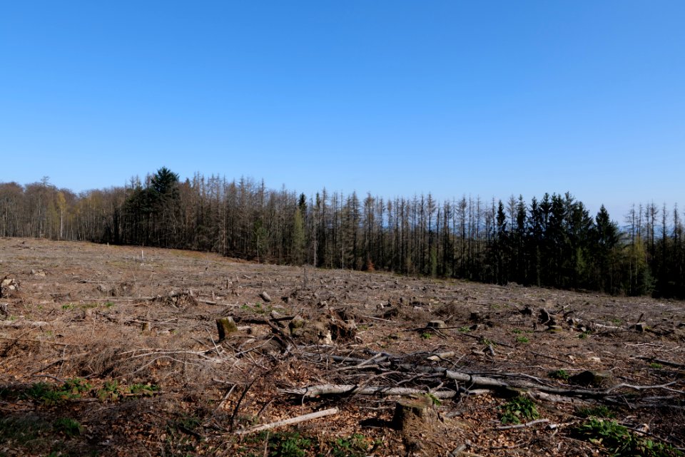 Taunus forest in Ober Rosbach 2021-04-02 35