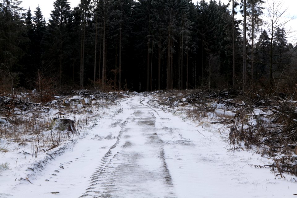 Taunus forest Schmitten with snow 2021-04-06 12