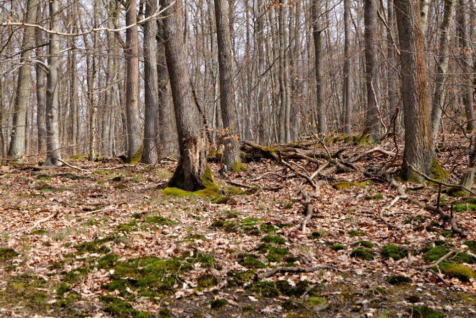 Taunus forest in Ober-Mörlen 2021-04-02 107