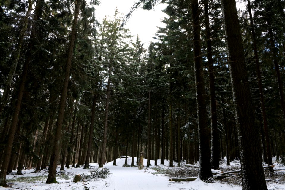 Taunus forest Schmitten with snow 2021-04-06 23