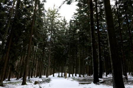 Taunus forest Schmitten with snow 2021-04-06 23