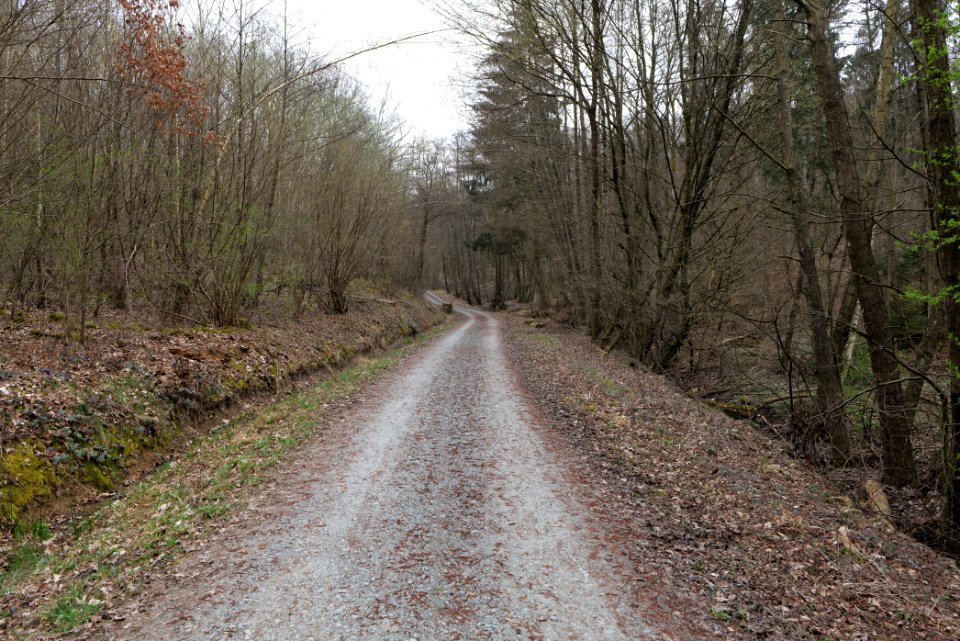 Taunus forest in Ober-Mörlen 2021-04-02 68