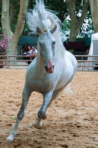 White mane equestrian photo