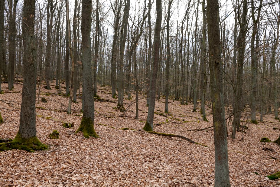 Taunus forest in Ober-Mörlen 2021-04-02 60