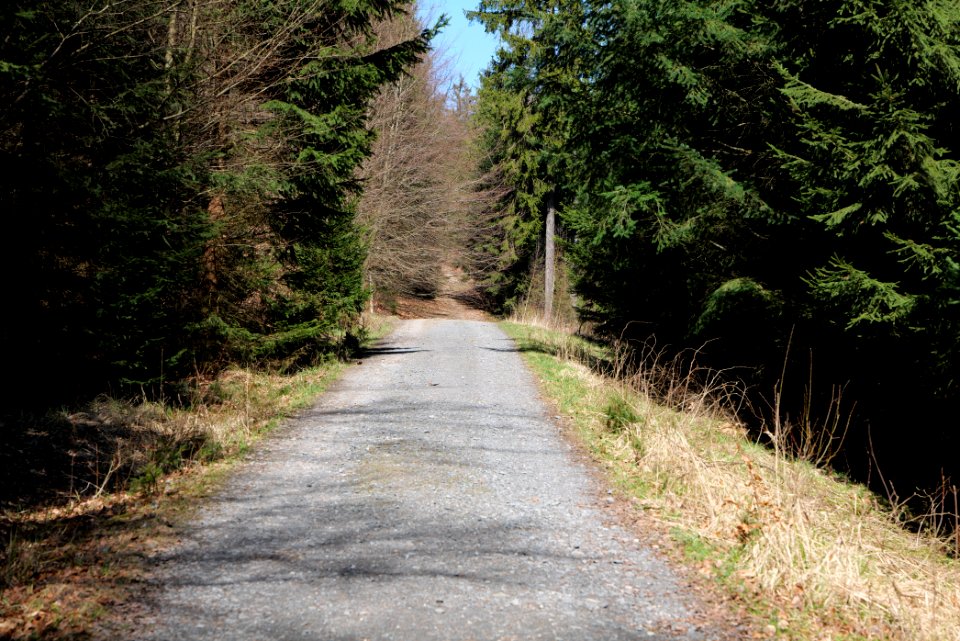 Taunus in Oberursel near Urselbach 2020-03-23 77