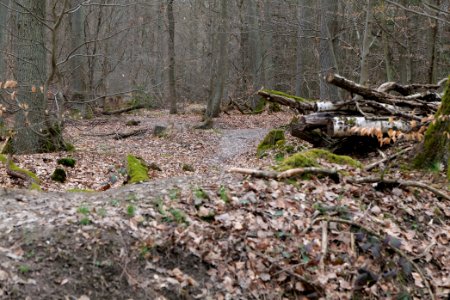Taunus forest in Ober-Mörlen 2021-04-02 10