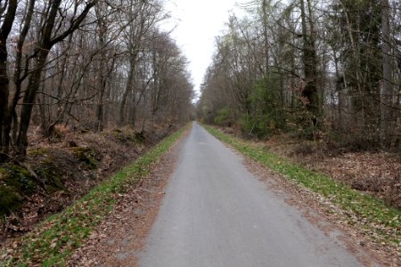 Taunus forest in Ober-Mörlen 2021-04-02 07