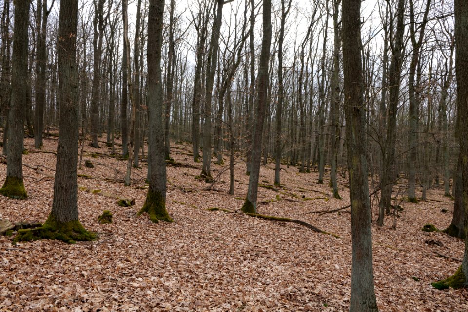 Taunus forest in Ober-Mörlen 2021-04-02 59