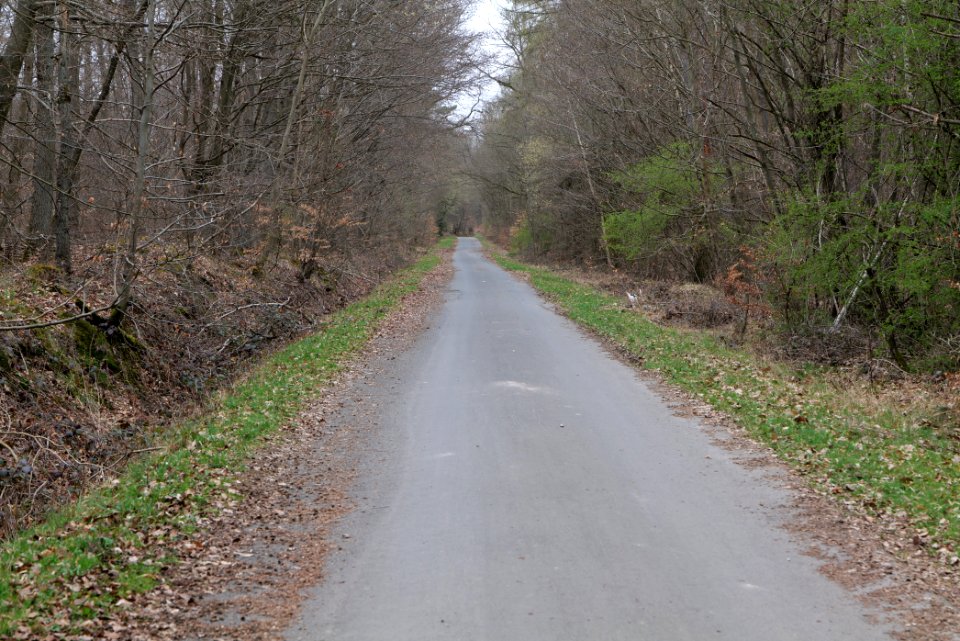 Taunus forest in Ober-Mörlen 2021-04-02 08