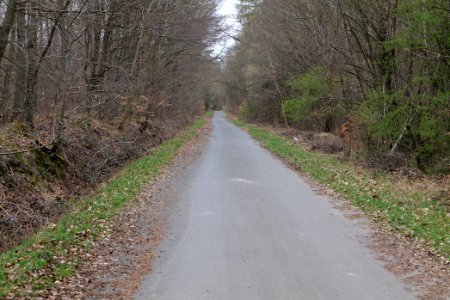 Taunus forest in Ober-Mörlen 2021-04-02 08