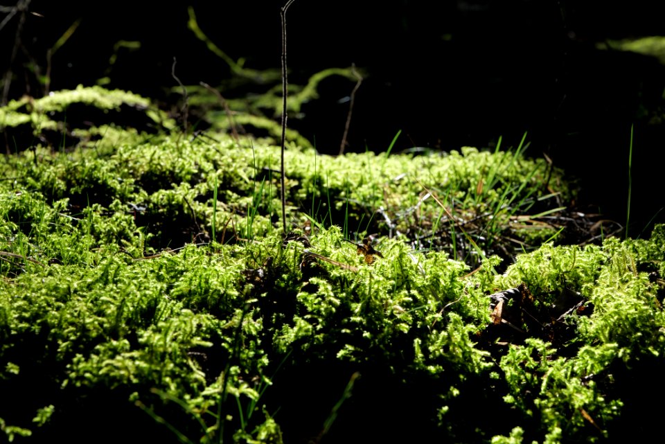 Taunus in Oberursel near Urselbach 2020-03-23 43