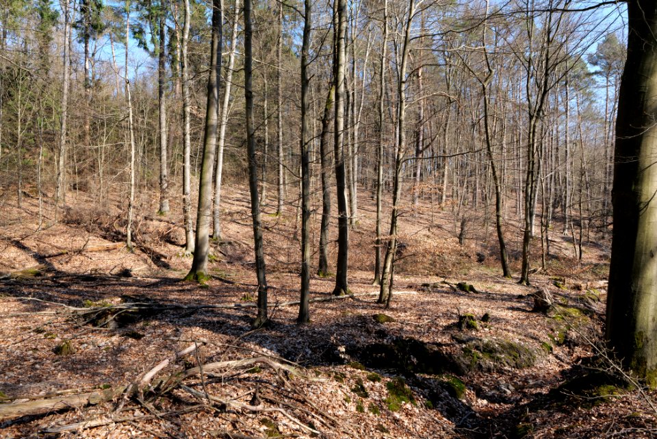 Taunus forest in Ober Rosbach 2021-04-02 44