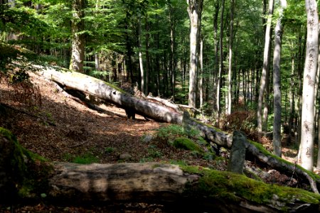 Taunus near Fuchsstein 2020-08-18 20
