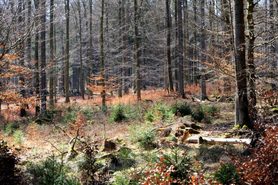Taunus in Oberursel near Urselbach 2020-03-23 71