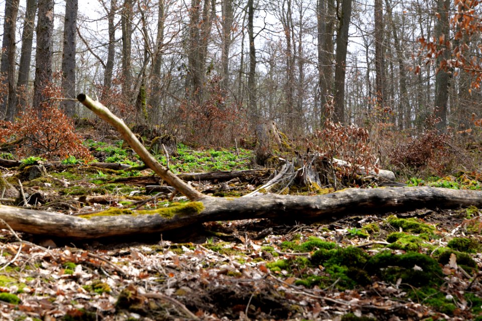 Taunus forest in Ober-Mörlen 2021-04-02 90
