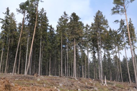 Taunus forest Oberstedten 2021-04-06 11