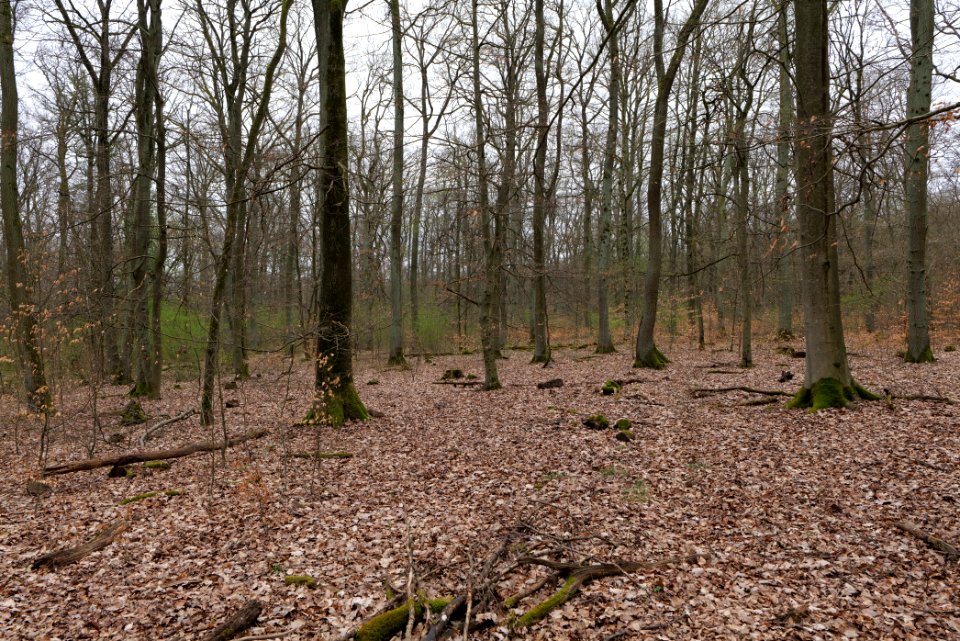 Taunus forest Ockstadt 2021-04-02 33