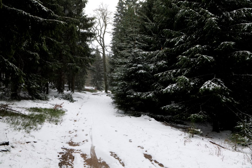 Taunus forest Oberstedten 2021-04-06 06