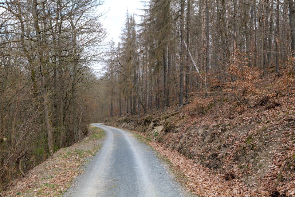 Taunus forest in Ober-Mörlen 2021-04-02 99