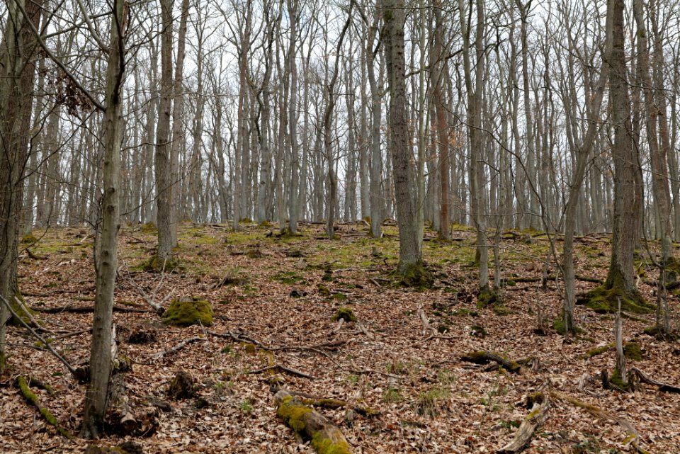 Taunus forest in Ober-Mörlen 2021-04-02 77