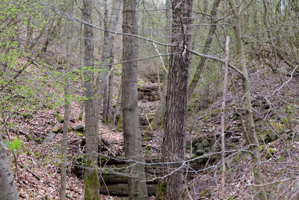 Taunus forest in Ober-Mörlen 2021-04-02 83