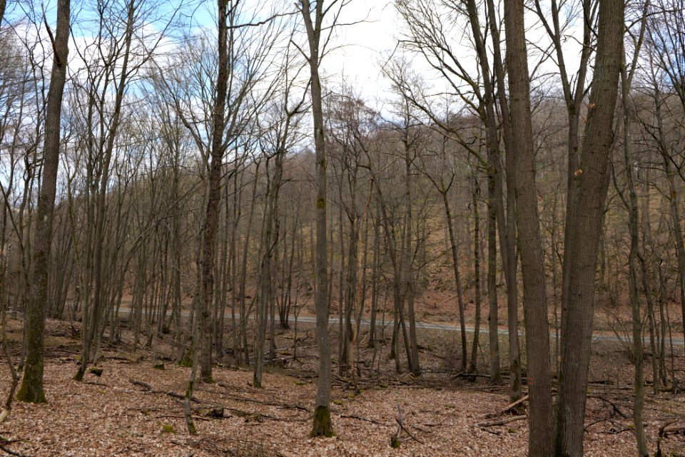 Taunus forest in Ober-Mörlen 2021-04-02 84