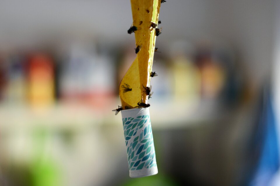 Insect trap adhesive trap fly