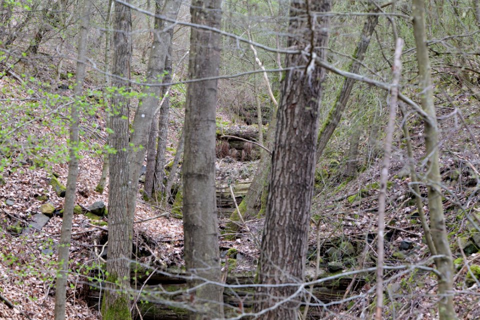 Taunus forest in Ober-Mörlen 2021-04-02 82