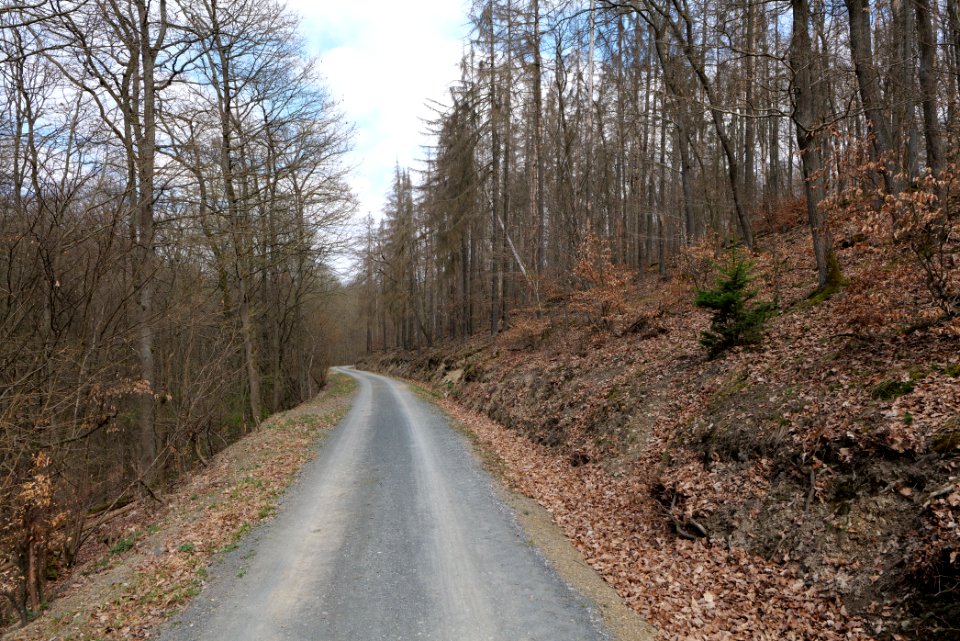 Taunus forest in Ober-Mörlen 2021-04-02 97