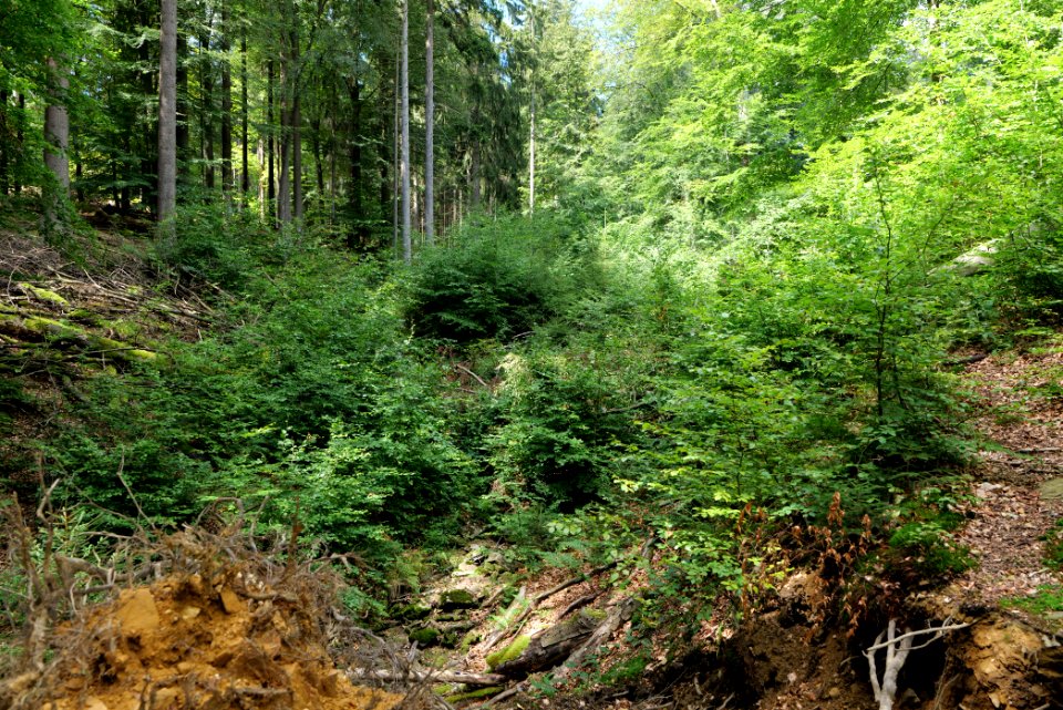 Taunus near Rombach 2020-08-18 68