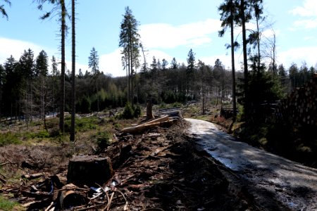 Taunus forest Dornholzhausen 2021-04-06 05