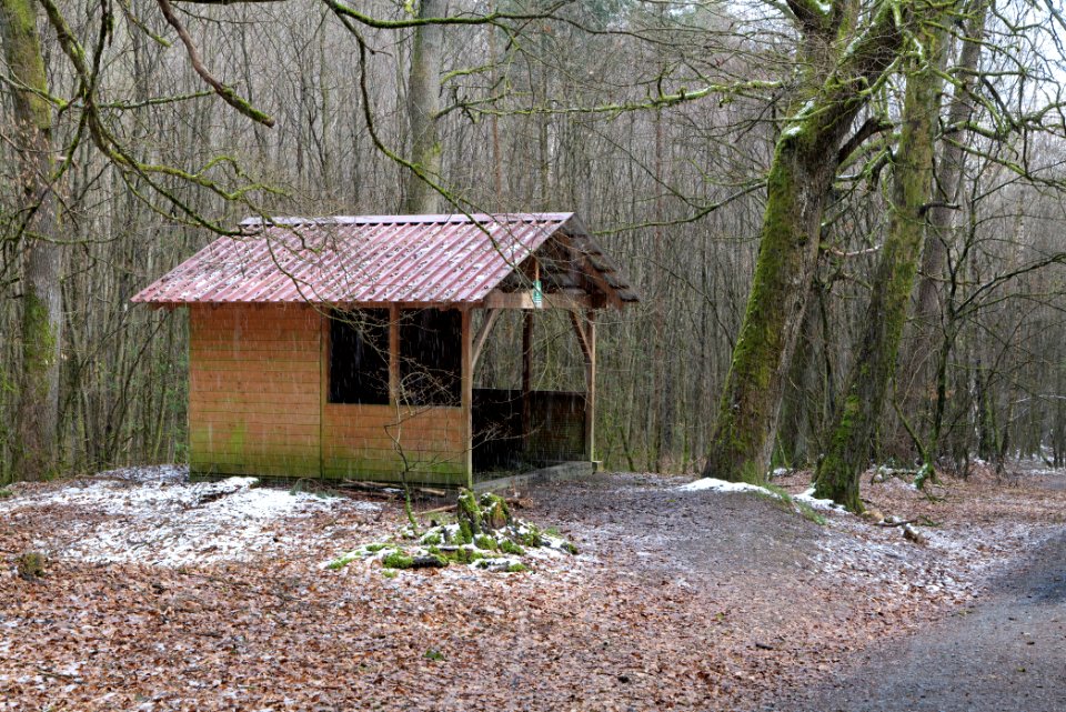 Taunus forest Dornholzhausen 2021-04-06 25
