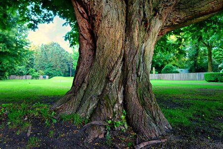 Tree alone park lawn photo