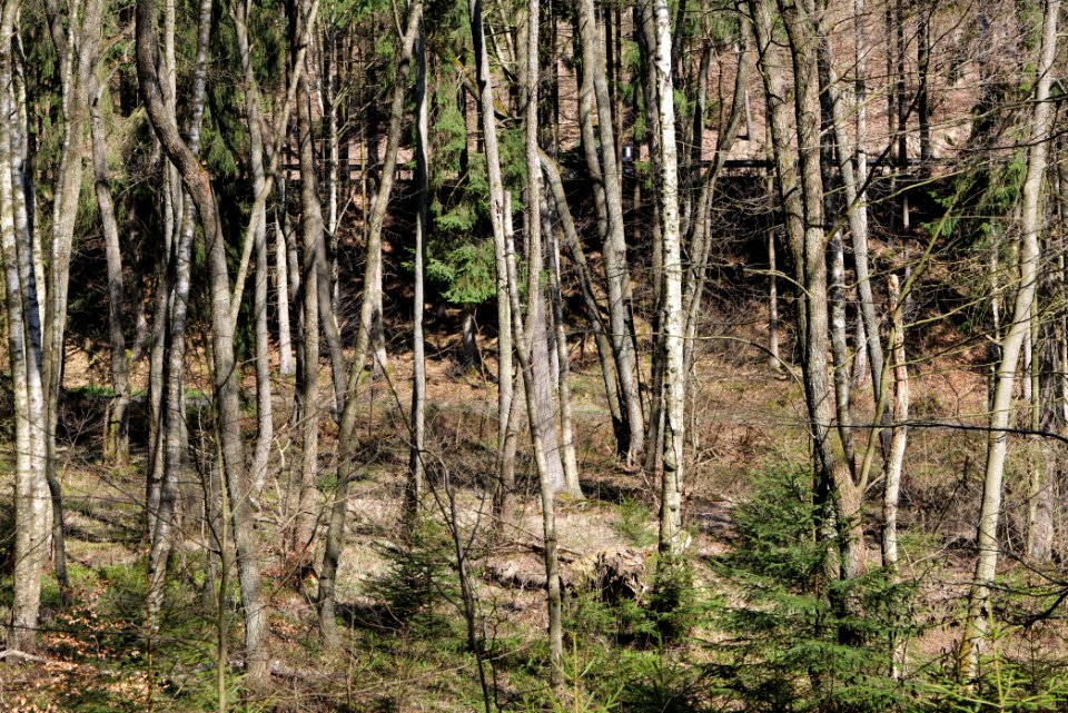 Taunus in Oberursel near Urselbach 2020-03-23 24