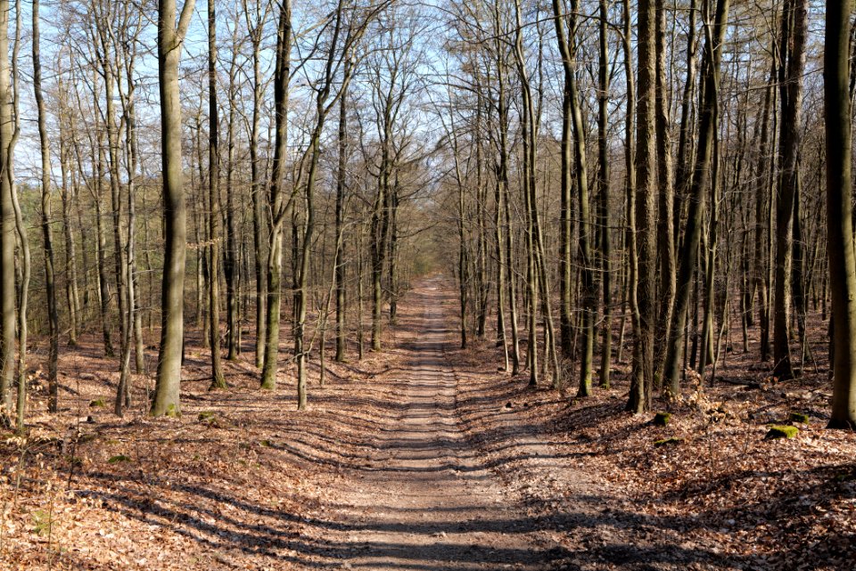 Taunus forest in Ober Rosbach 2021-04-02 40