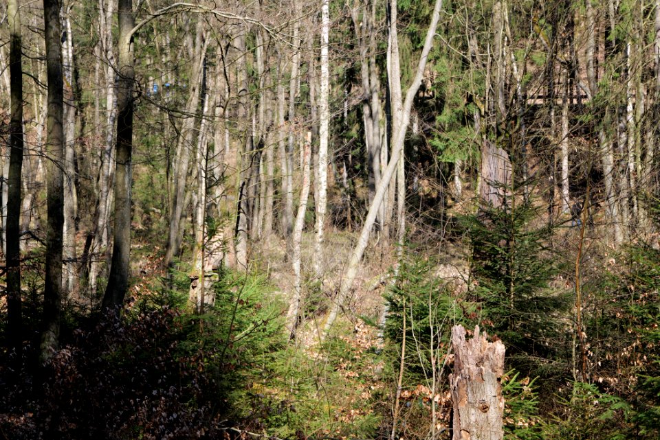Taunus in Oberursel near Urselbach 2020-03-23 21